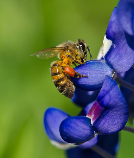 Bee on bluebonnet