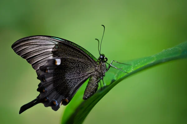 Zümrüt swallowtail kelebek, papilio palinurus — Stok fotoğraf
