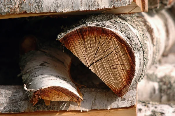 Birch tree logboeken — Stockfoto