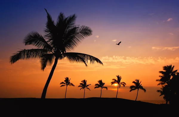 Hawaiian palm tree zonsondergang — Stockfoto