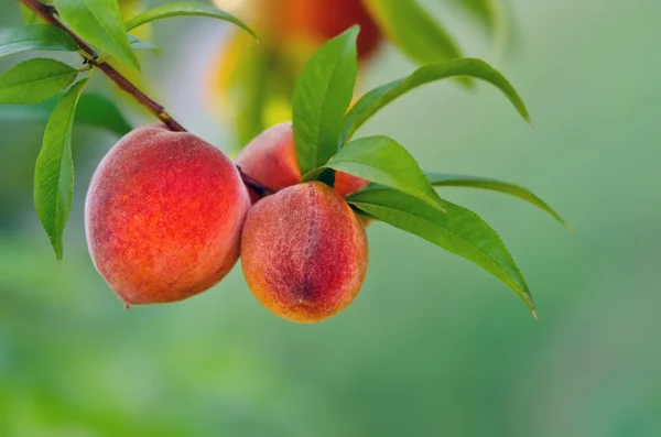 stock image Peaches hanging on tree