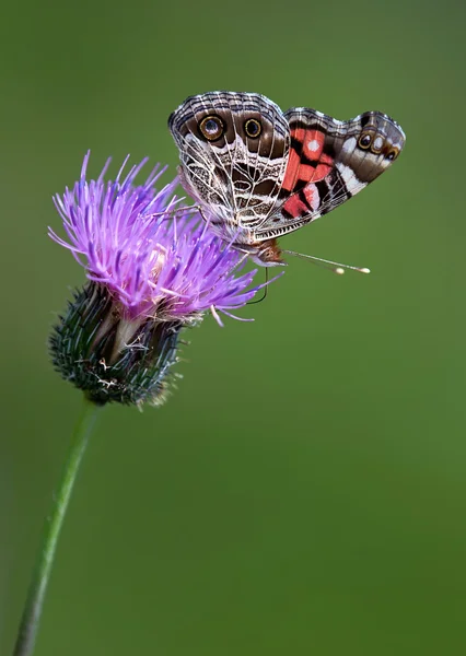 Amerikanische Dame Schmetterling, vanessa virginiensis — Stockfoto