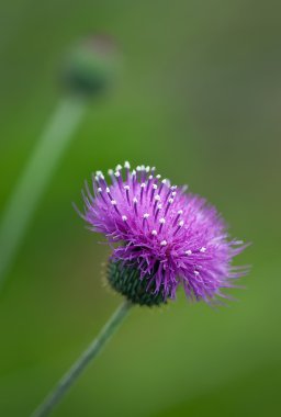 Thistle kır çiçekleri