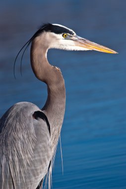 Great Blue Heron clipart