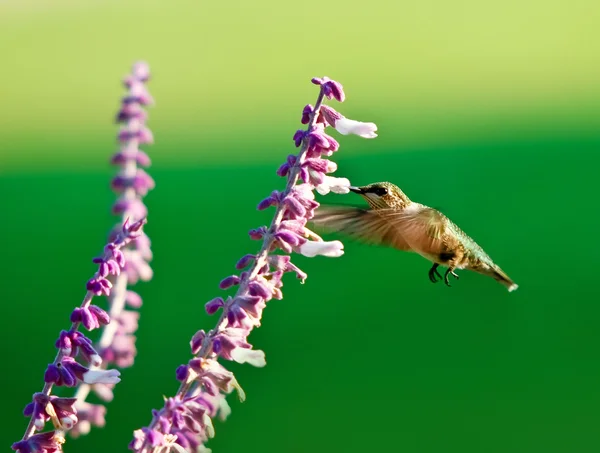 Koliber przy nektar — Zdjęcie stockowe