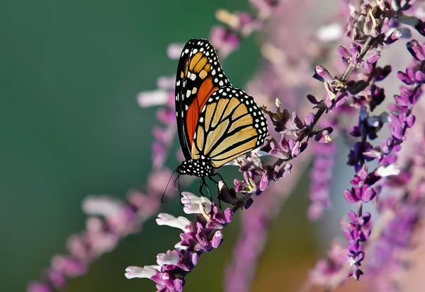Császári pillangó, Danaus plexippus — Stock Fotó