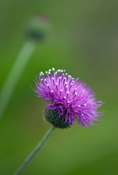 Thistle wildflowers — Stock Photo, Image