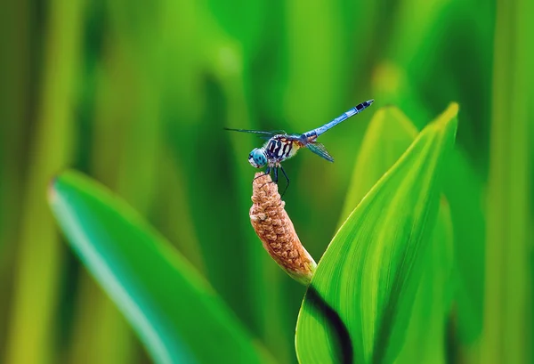 Dragonfly resting — Stock Photo, Image