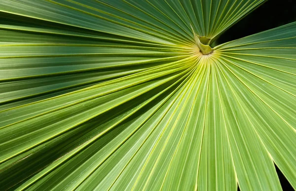 stock image Palm tree leaf