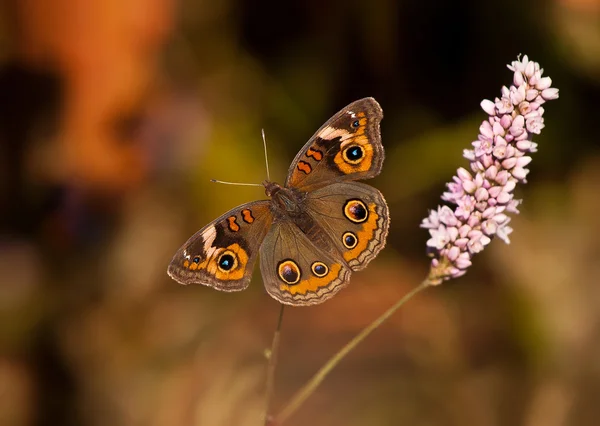 Buckeye motyl, junonia coenia — Zdjęcie stockowe