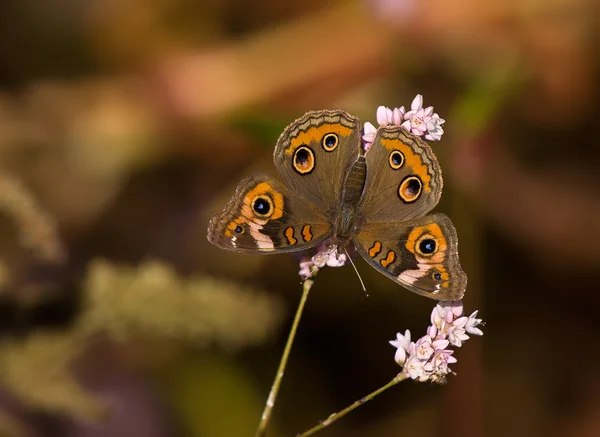 Buckeye vlinder, junonia coenia — Stockfoto