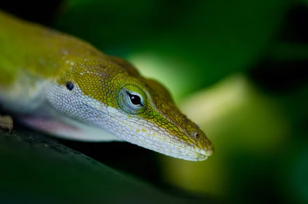 Green Anole lizard — Stock Photo, Image