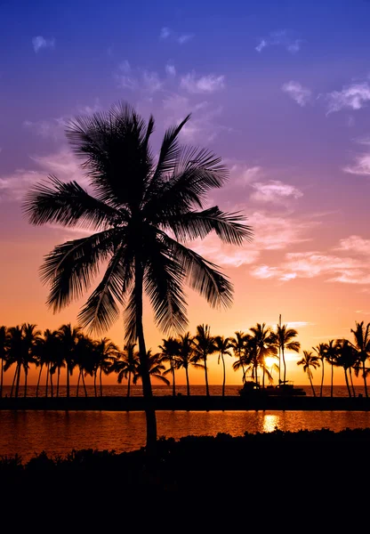 Hawaiian palm tree sunset — Stock Photo, Image