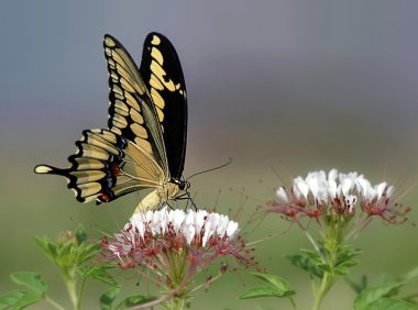 Giant Swallowtail butterfly on wildflowers clipart