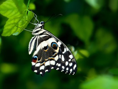 Swallowtail kelebek, papilioninae