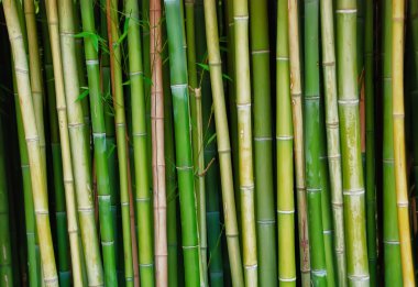 Bamboo tree trunks clipart