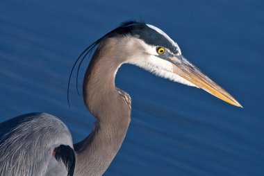 Great Blue Heron clipart