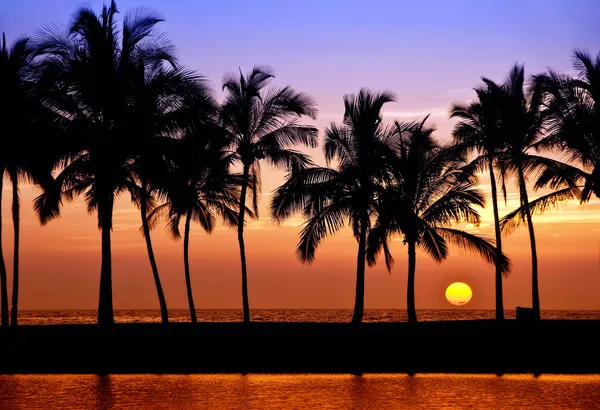 Západ slunce havajské palm tree — Stock fotografie