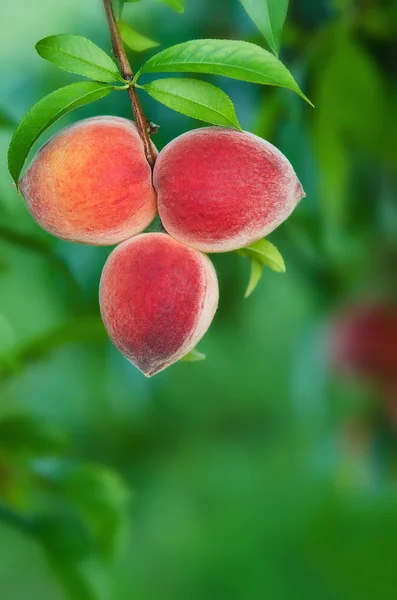 Pfirsiche hängen an einem Baum — Stockfoto