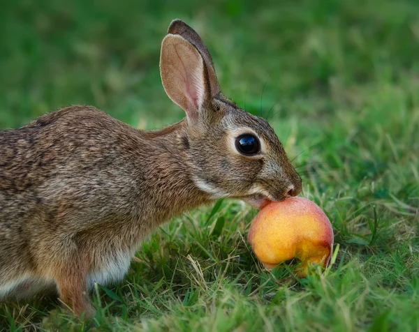 Cottontail rabbit eating fruit — Stock Photo, Image