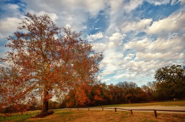 Осіннє дерево в парку — стокове фото