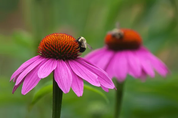 Coneflowers і бджіл — стокове фото
