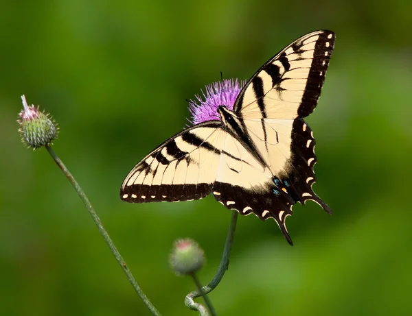 Tiger Swallowtail mariposa, Papilio glaucus — Foto de Stock