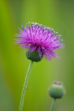 Thistle kır çiçeği