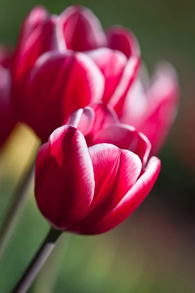 Red spring tulips — Stock Photo, Image