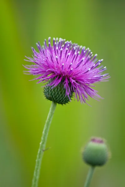 Bodlák wildflower — Stock fotografie