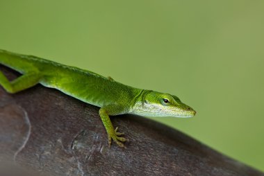 Yeşil anole kertenkele