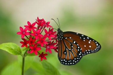 Queen Butterfly (Danaus gilippus) clipart