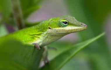 Green Anole lizard clipart