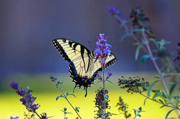 Tiger Swallowtail mariposa (Papilio glaucus ) — Foto de Stock