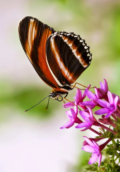 縞模様のオレンジ色の蝶 (オビモンドクチョウ) — ストック写真