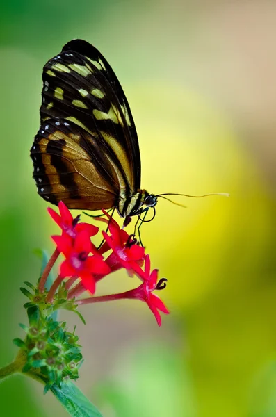 Kaplan Longwing kelebek (postacı hecale) — Stok fotoğraf