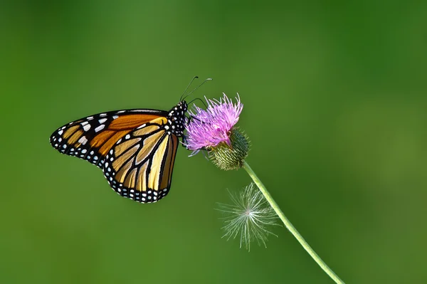 Papillon monarque (danaus plexippus)) — Photo