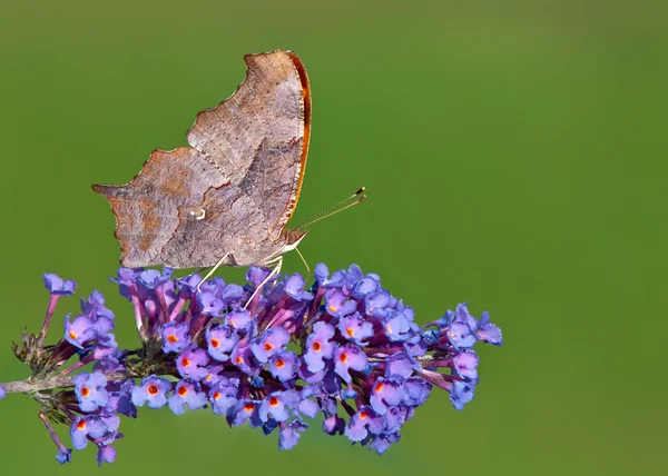 stock image Question Mark butterfly (Polygonia interrogationis)