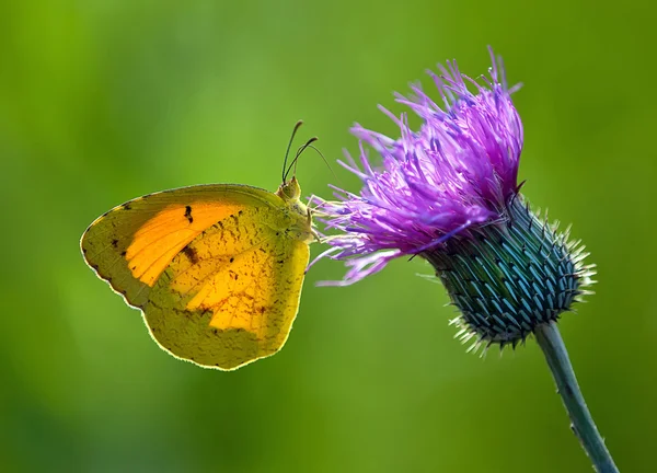 眠そうなオレンジ色の蝶 (キチョウ ニーキッペー) — ストック写真