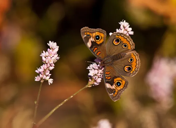 Schmetterling (junonia coenia)) — Stockfoto