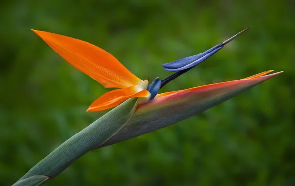 Uccello del paradiso fiore (Strelitzia ) — Foto Stock