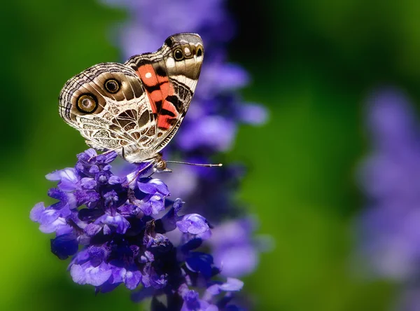American Lady butterfly (Vanessa virginiensis) — Stock Photo, Image
