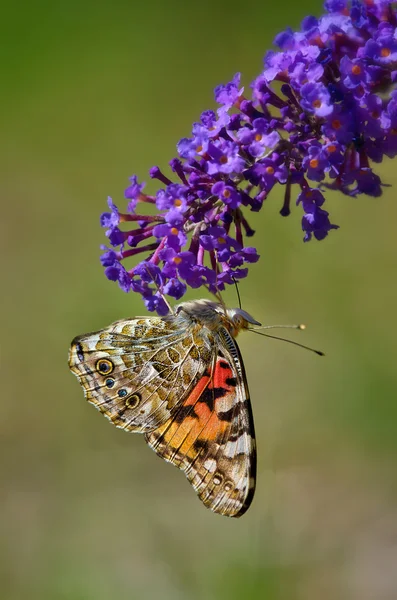 Painted Lady Butterfly (Vanessa cardui)) — стоковое фото