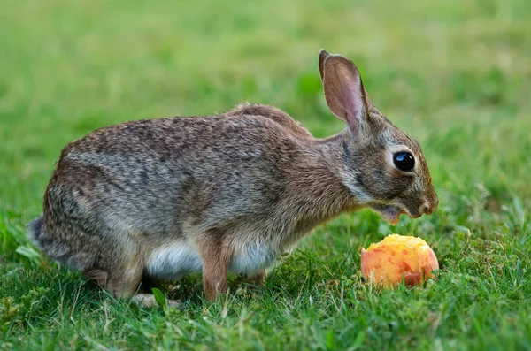 Cottontail bunny rabbit eating peach — Stock Photo, Image