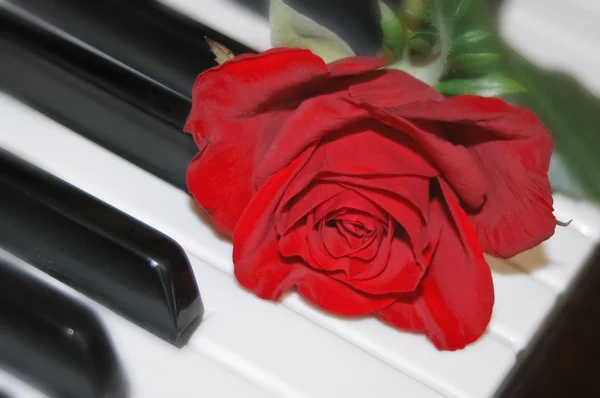 Czerwona róża na klawiatury fortepianu — Zdjęcie stockowe