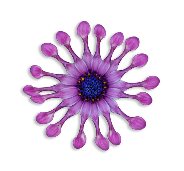 Африканская дама, сопрано и цветок-ложка
