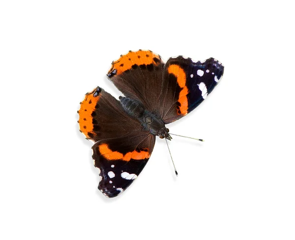 Rode admiraals vlinder (Vanessa atalanta)) — Stockfoto