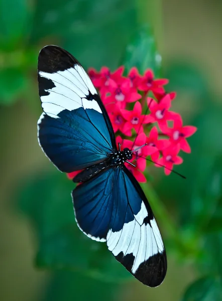 Cydno Longwing (postacı cydno) kelebek — Stok fotoğraf