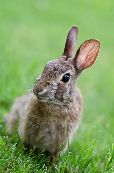 Cottontail coniglio coniglio — Foto Stock