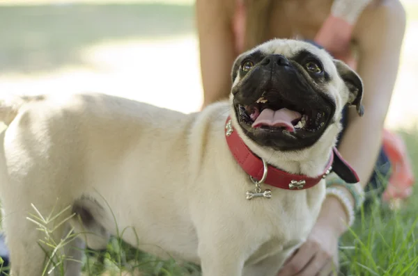 Portret ładny mops pies i właściciel wychodzić w parku — Zdjęcie stockowe